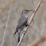 IMG_2227 Northern Flicker - red-shafted.jpg