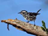 IMG_2518 Black-and-White Warbler.jpg