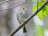 IMG_4194 Ovenbird.jpg