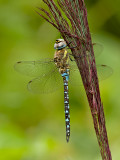 Paardenbijter/Aeshna mixta ♂