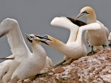 Jan van gent/Northern Gannet