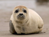 Gewone zeehond/Common seal