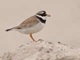 Bontbekplevier/Ringed plover