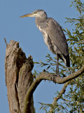 Blauwe reiger/Grey heron