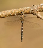 Paardenbijter/Aeshna mixta ♂