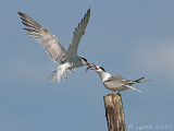 Visdiefje/Common tern