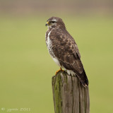 Buizerd/Buzzard