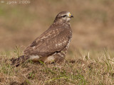 Buizerd/Buzzard