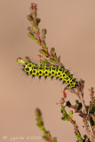 Nachtpauwoog/Saturnia pavonia