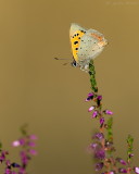 Kleine vuurvlinder/Lycaena phlaeas