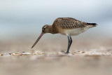Rosse grutto/Bar-tailed godwit