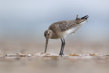 Rosse grutto/Bar-tailed godwit