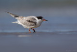 Visdiefje/Common tern