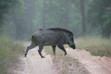 Indian wild Boar, India