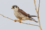 American kestrel