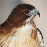 Red tailed Hawk.