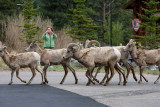 Bighorn Sheep