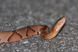 Copperhead