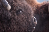 Bison