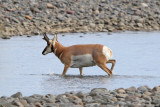 Pronghorn antelope