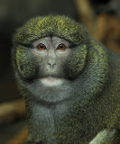 Allens Swamp Monkey