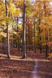 A little hike through the woods.