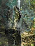 Cotton Mouth  Water Moccasin
