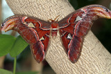 Atlas Moth