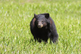 Black Bear