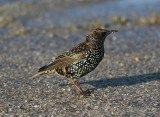 Common Starling (Sturnus vulgaris)