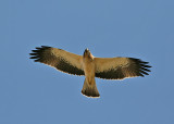 Booted Eagle (Hireaaetus pennatus)