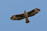 Bonellis Eagle (Aquila fasciata)