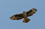 Bonellis Eagle (Aquila fasciata)