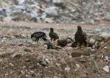 Greater Spotted Eagle (Aguila clanga)