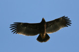 Greater Spotted Eagle (Aguila clanga)