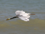 Western Reef-Heron (Egretta gularis schistacea)