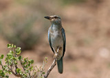 European Roller (Coracias garrulus)