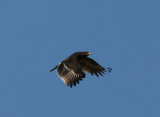 Greater Spotted Eagle (Aguila clanga)