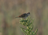 Singing Bush-Lark (Mirafra cantillans)