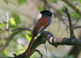 African Paradise-Flycatcher (Terpsiphone viridis harterti)