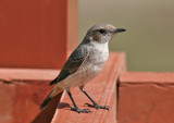 South Arabian Wheatear (Oenanthe (lugens) lugentoides)