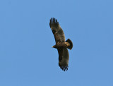 Greater Spotted Eagle (Aguila clanga)