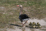 Greylag Goose (Anser anser) - grgs
