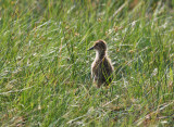 Dunlin (Calidris alpina)