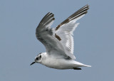 Little Gull (Hydrocoloeus minutus) - dvrgms