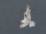 Little Gull (Hydrocoloeus minutus) - dvrgms