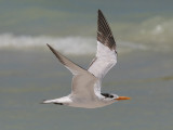 Royal Tern (Thalasseus maxima) - kungstrna
