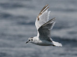 Little Gull (Hydrocoloeus minutus) - dvrgms