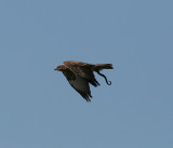 Common Buzzard (Buteo buteo)