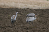 Common Crane (Grus grus)